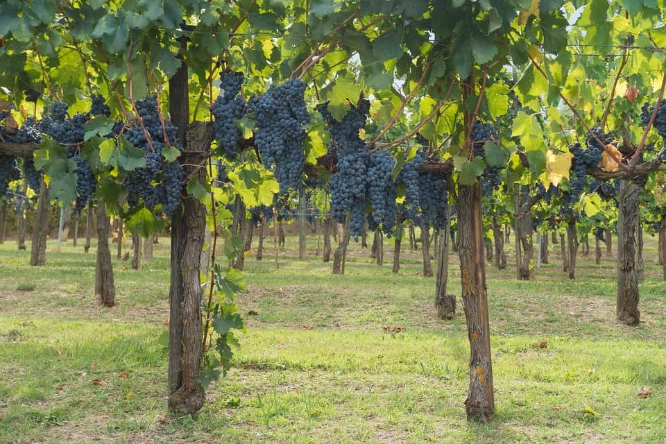 vino chianti